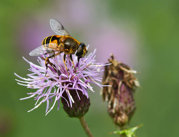 Close-up of bee pollinating on flower