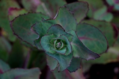 Close-up of green leaf