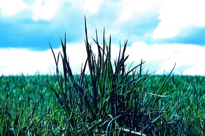 Close-up of fresh grass in field against sky