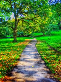 Narrow pathway along trees in park