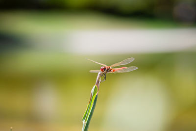 Close-up of insect