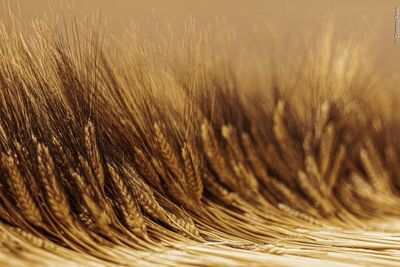 Close-up of wheat field