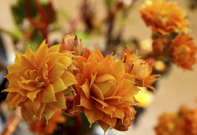 Close-up of flowers blooming outdoors