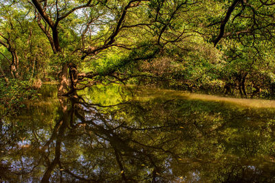 Reflection of trees in lake against sky