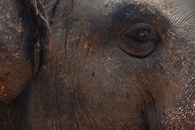 Close-up of elephant