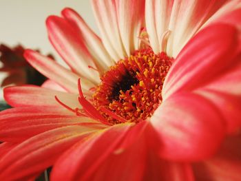 Close-up of red flower