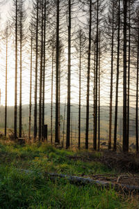 Pine trees in forest