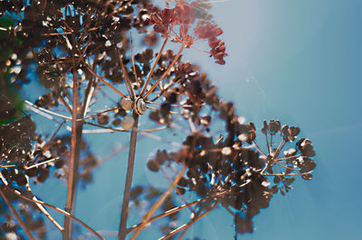 Low angle view of tree branches