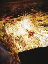 Close-up of insect on rock