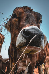 Close-up portrait of cow