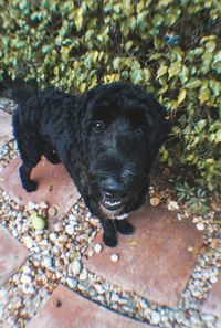 Close-up portrait of black puppy