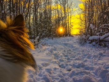 Rear view of person on snow covered field