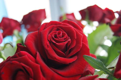 Close-up of red rose