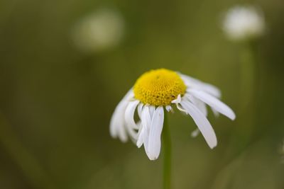 A daisy in need  of a drink.