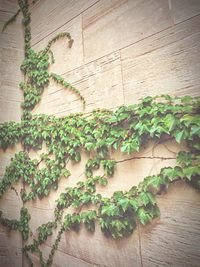 Plants growing on a wall