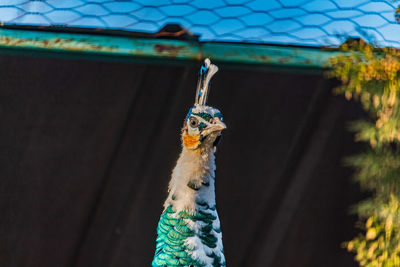 Close-up of a peacock