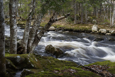 Scenic view of waterfall in forest