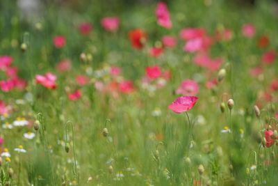 Close-up of poppy flowers blooming on field