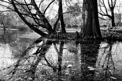 Reflection of bare trees in lake