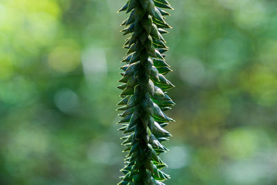 Close-up of fresh green plant