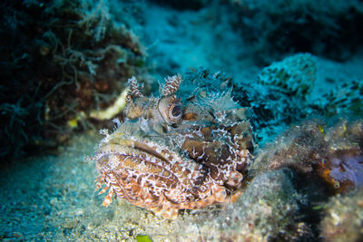 Close-up of fish in sea