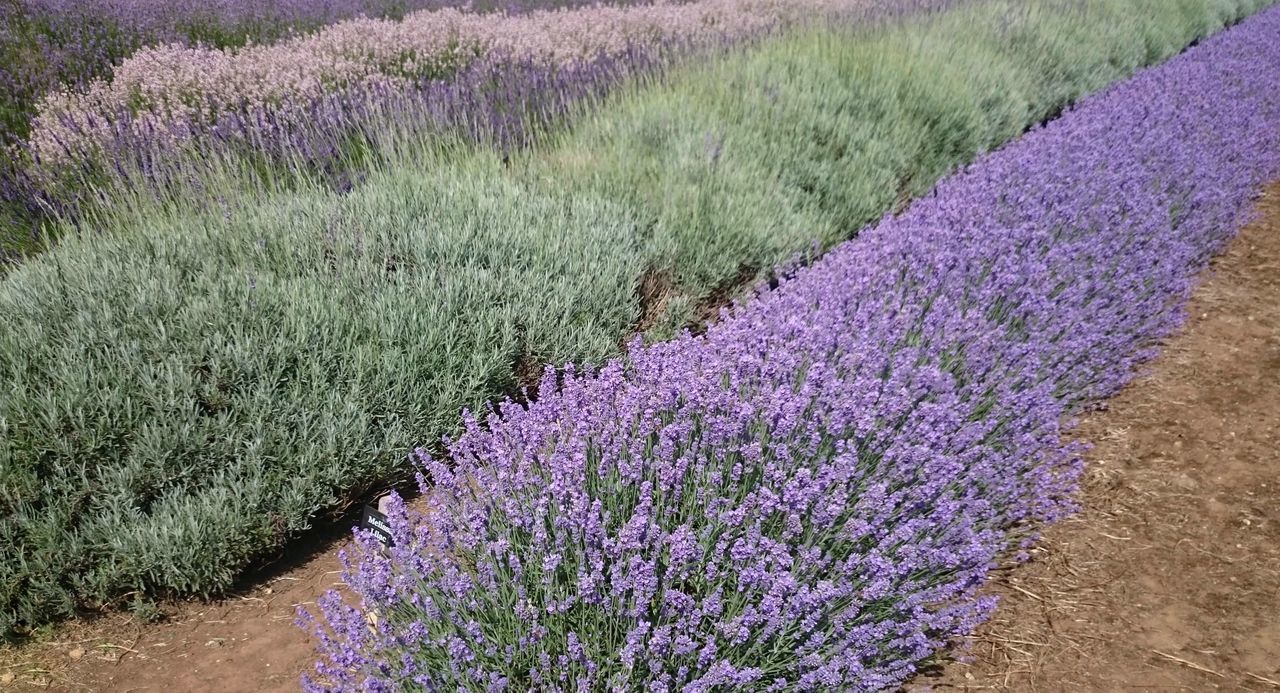 PURPLE FLOWERS ON FIELD