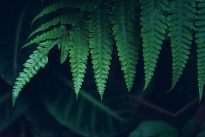 Close-up of fern leaves