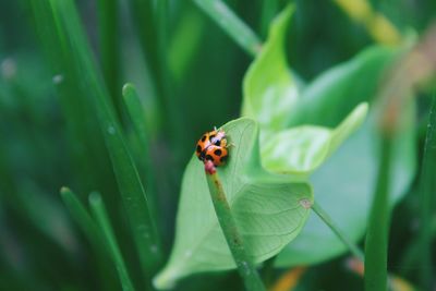 Close-up of ladybug on leaf