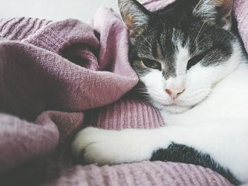 Close-up of cat sleeping on bed