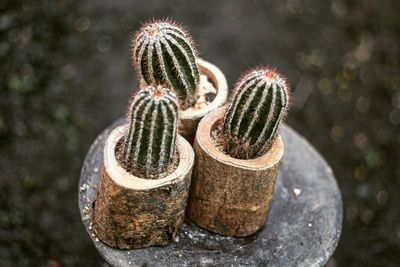 High angle view of cactus plant