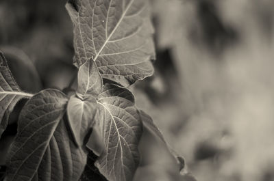 Close-up of dry leaves on plant