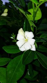 Close-up of white flowering plant