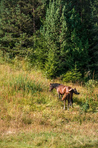 Horse in a forest