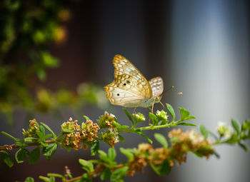 Close-up of butterfly perching on flower