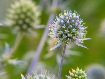 Close-up of white flowering plant