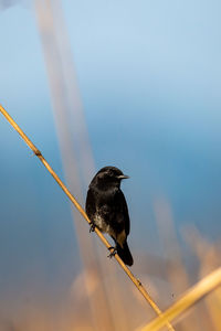 Low angle view of bird perching on cable