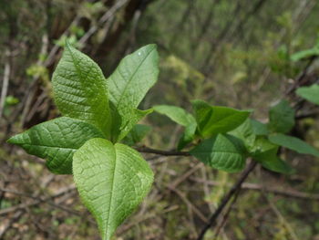 Close-up of leaves