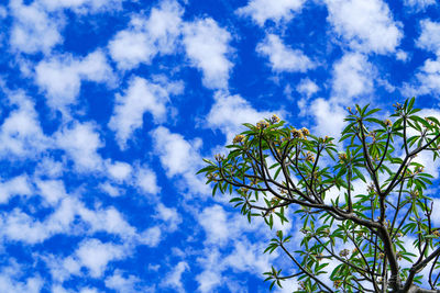 Low angle view of tree against blue sky