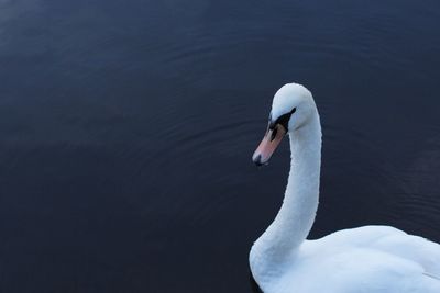 Close-up of swan swimming in lake