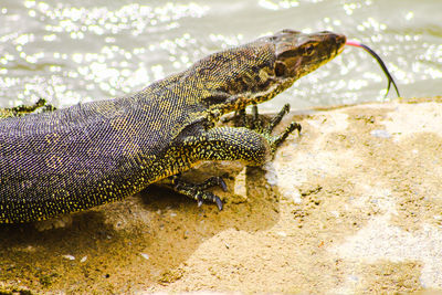 Close-up of lizard