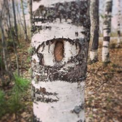 tree trunk