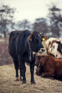 Vertical image of a black cow with chain and bell on it and yellow mark