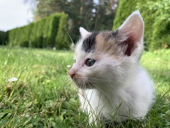 Cat looking away on field