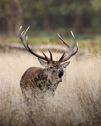 Close-up of deer on field