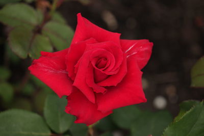 Close-up of red rose