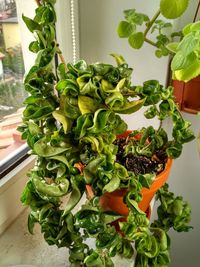 Close-up of potted plant