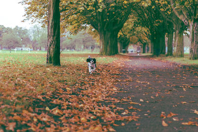 Woman with dog walking in park during autumn