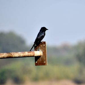 Close-up of bird perching on a pole against sky
