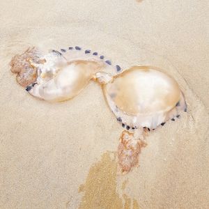 High angle view of shells on beach