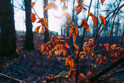 Close-up of autumn tree